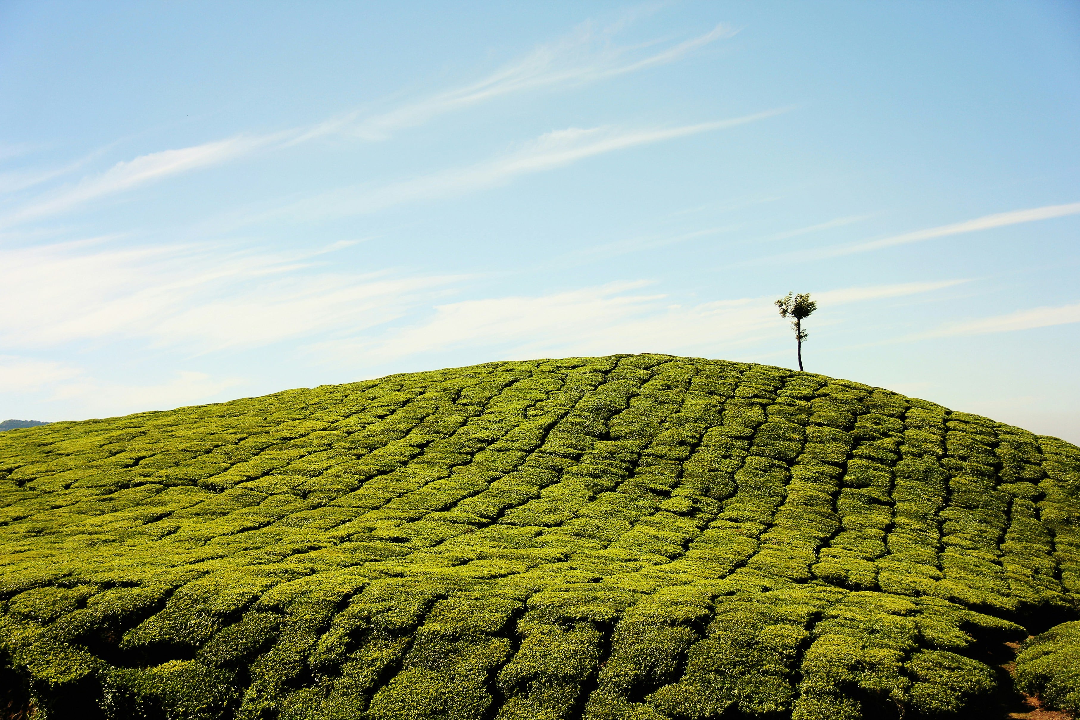 Brahmatal Trek Christmas and New Year