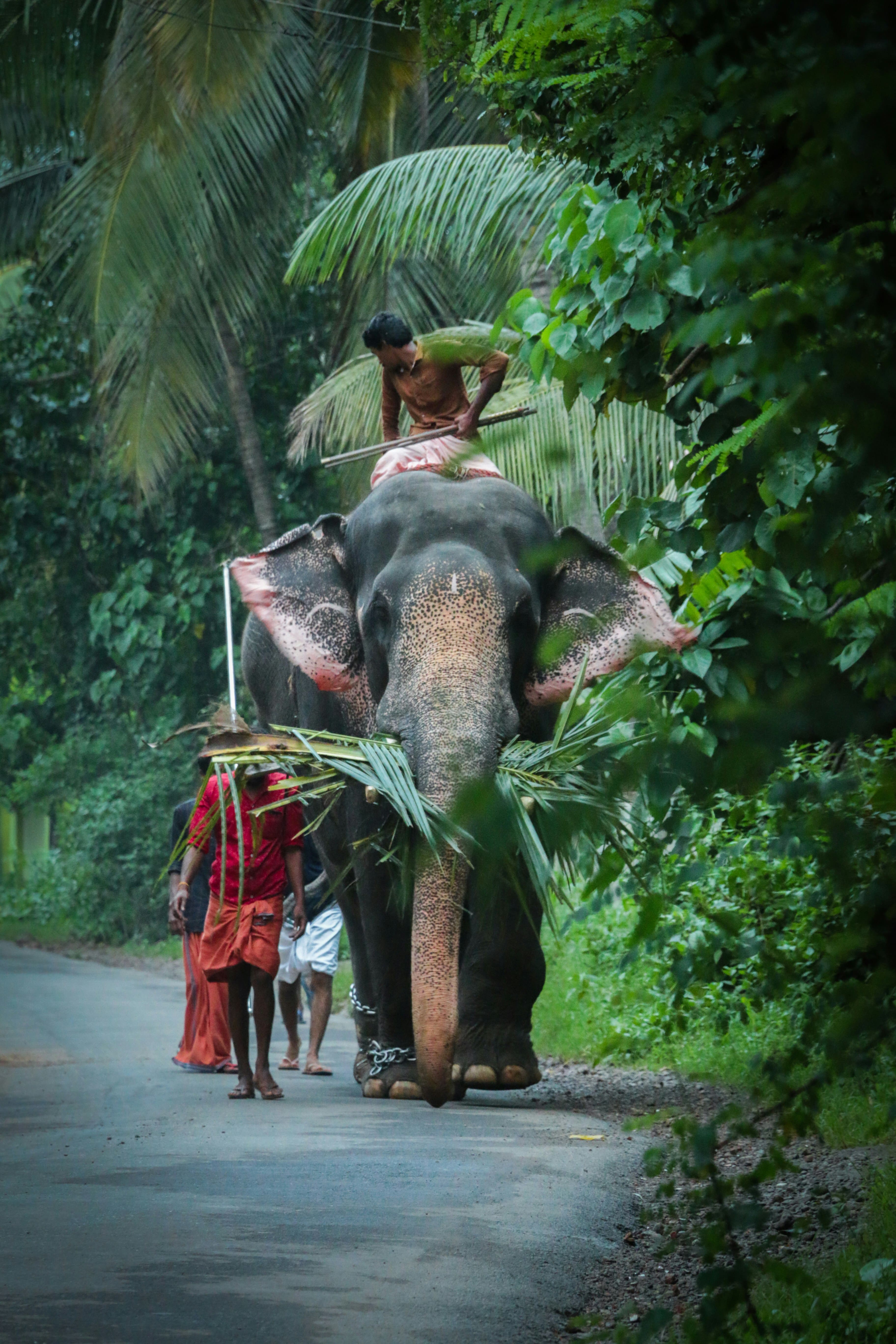 Kerala"The God's Own Country"