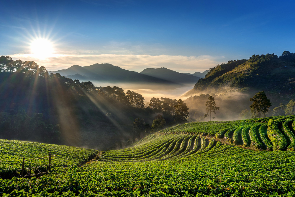 Ooty "Blissful Karnataka-Tamil Nadu Tour "